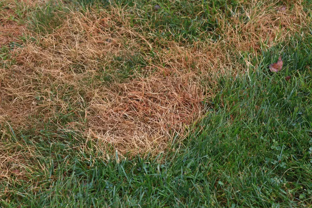 Dead patches of grass from lawn grubs