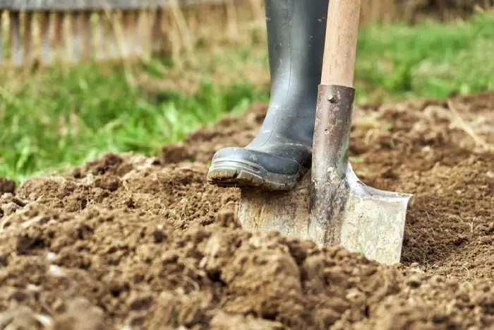 Shovel in Ground for Planting a Tree