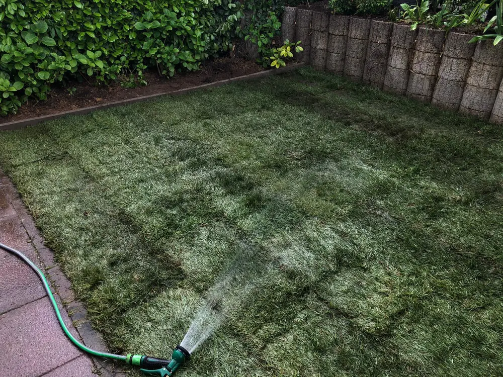 Hose watering freshly laid sod on lawn