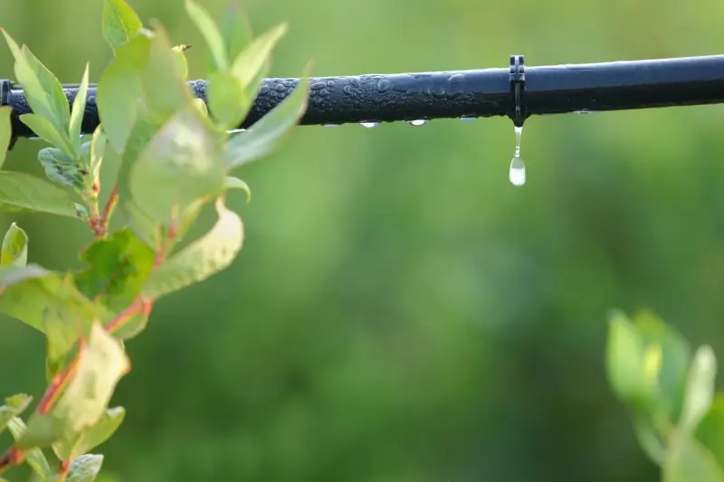 Drip irrigation system watering garden. 