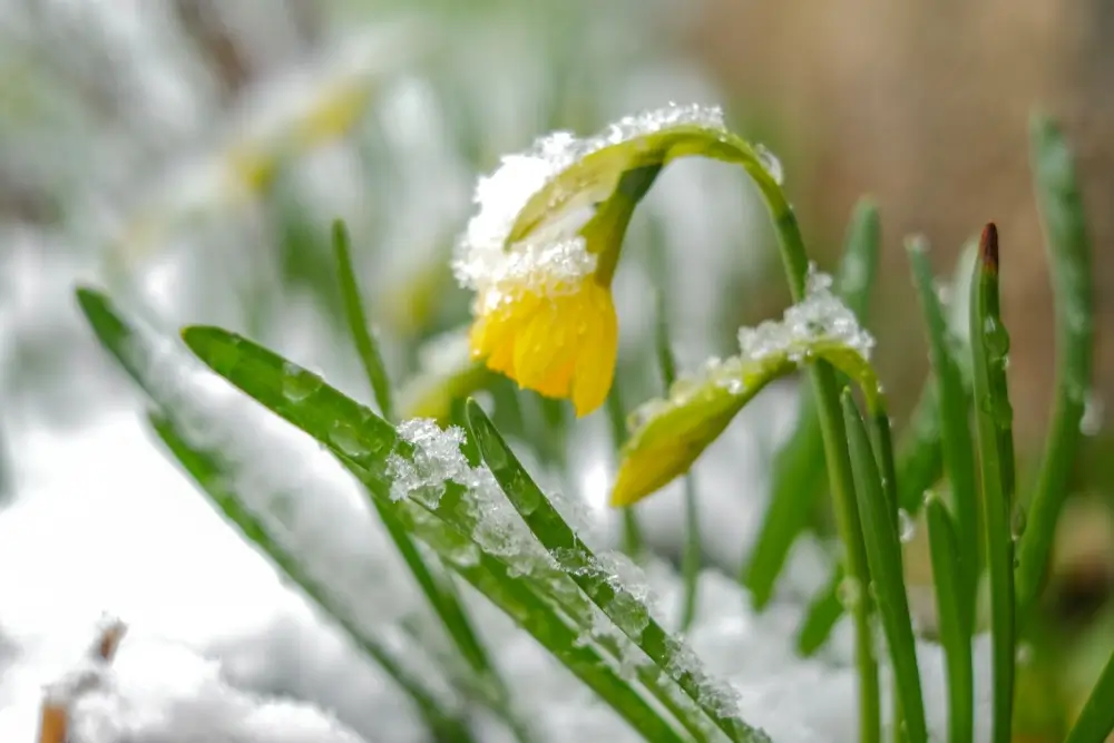 Daffodil flower covered in snow.