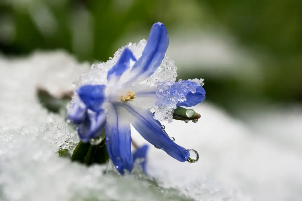 Glory-of-the-Snow flower in the winter.