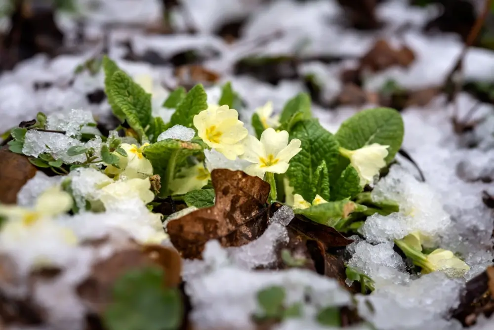 Primrose flower in the snow.