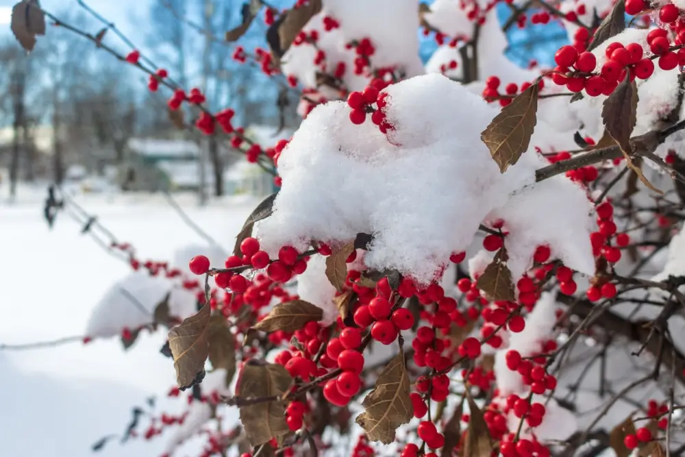 Winterberry bush covered in snow.
