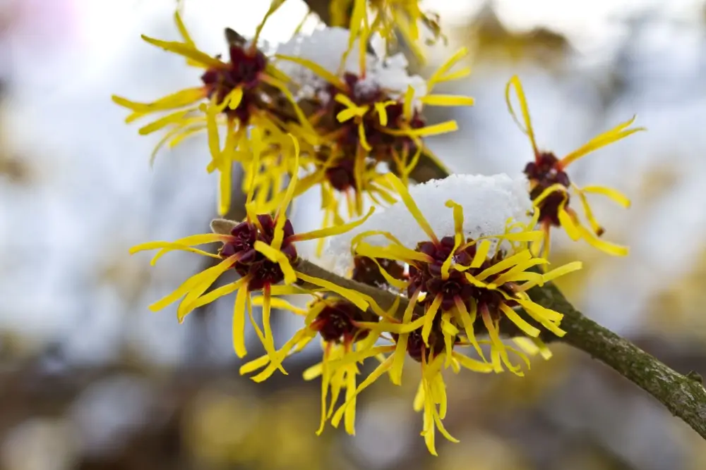 Witch hazel plant in the winter.