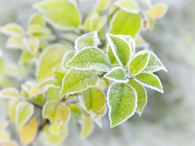 Plant leaves covered in frost.