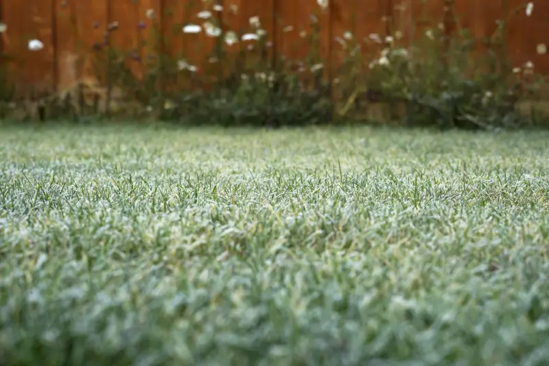Residential lawn covered in frost.