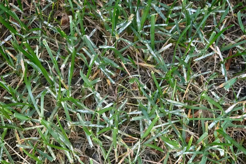 Grass with signs of powdery mildew