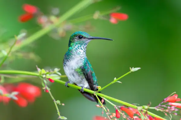 Hummingbird on a vine with flowers.