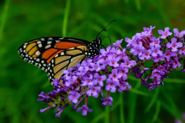 Monarch butterfly on a butterfly bush flower.