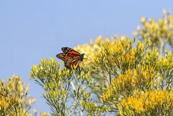 Monarch butterfly on rabbitbrush