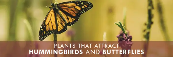 Plants That Attract Hummingbirds and Butterflies.