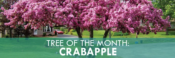 Tree of the Month: Crabapple.