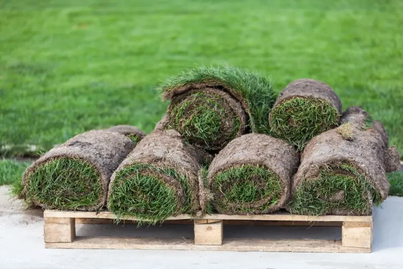 Rolls of grass sod on a wooden grate.