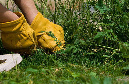 Gloved hands pulling weeds from lawn.