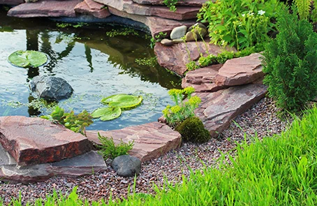 Residential aquatic pond with lily pads.