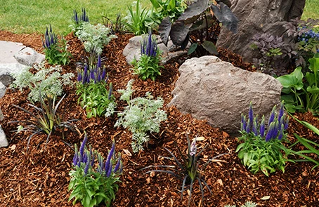 Residential rock garden with mulch and plants.