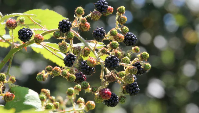 A cluster of ripe and unripe blackberries on a leafy branch in natural sunlight.