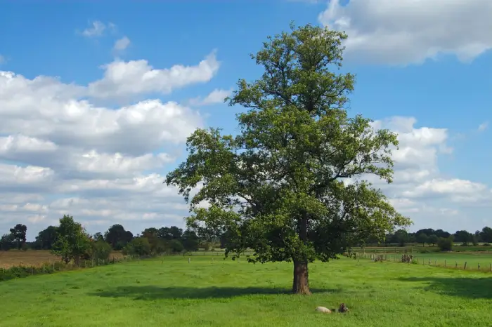 Elm Tree in a field