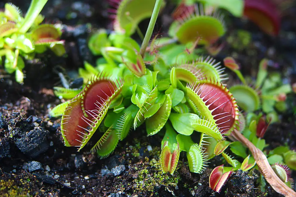 What type of artificial lighting can I use to grow my Venus Flytrap indoors?  