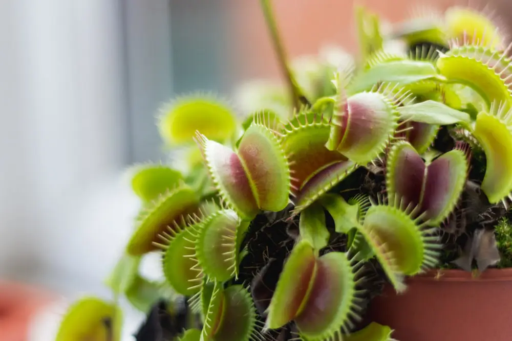 Venus Fly Trap Care - Everything You Need To Know