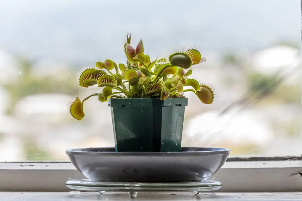 Venus Flytrap plant near a window