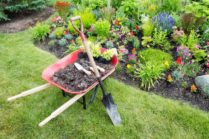 Soil in wheel barrow with garden tools