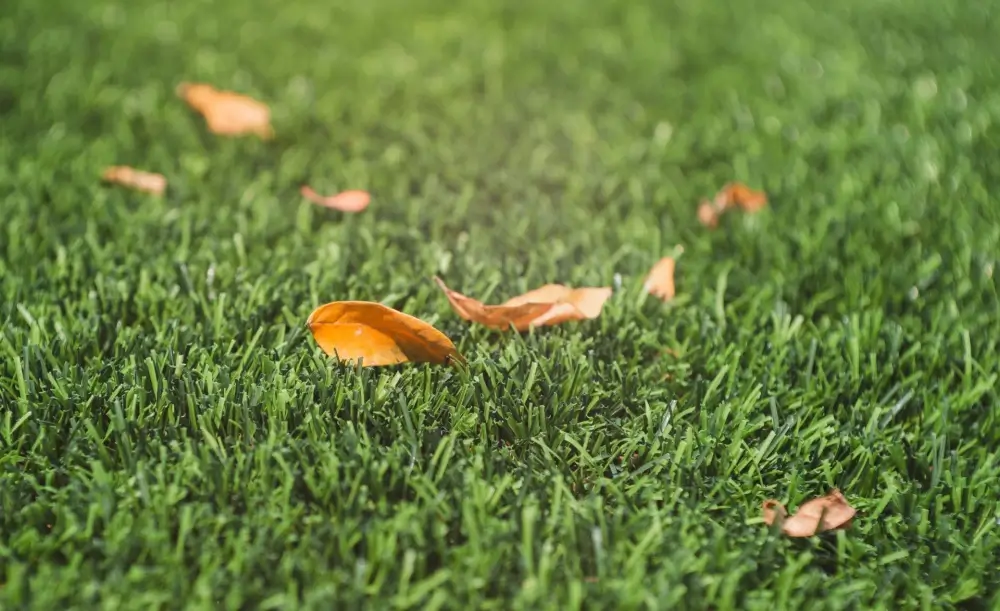 Leaves on artificial grass.
