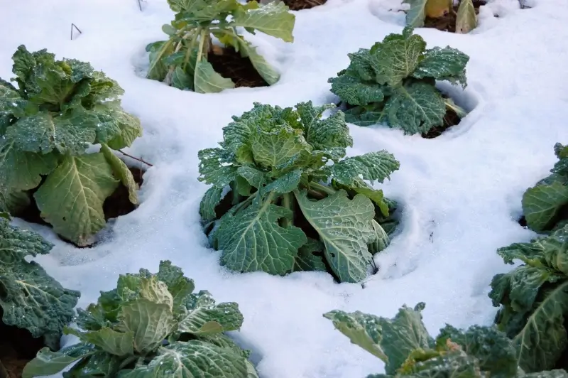 Vegetable garden with cabbage covered in snow.