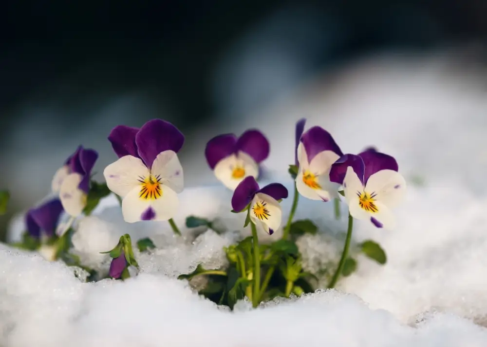 Pansy flowers in a blanket of snow.