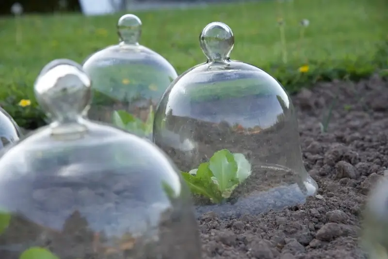 Glass cloches protecting young lettuce plants.