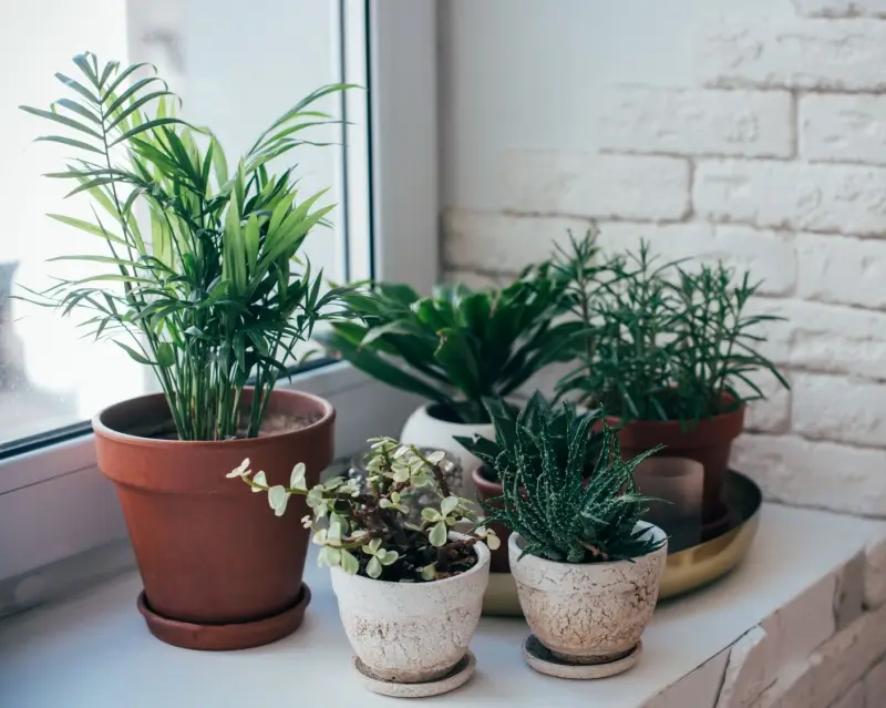 Small potted plants on a windowsill.