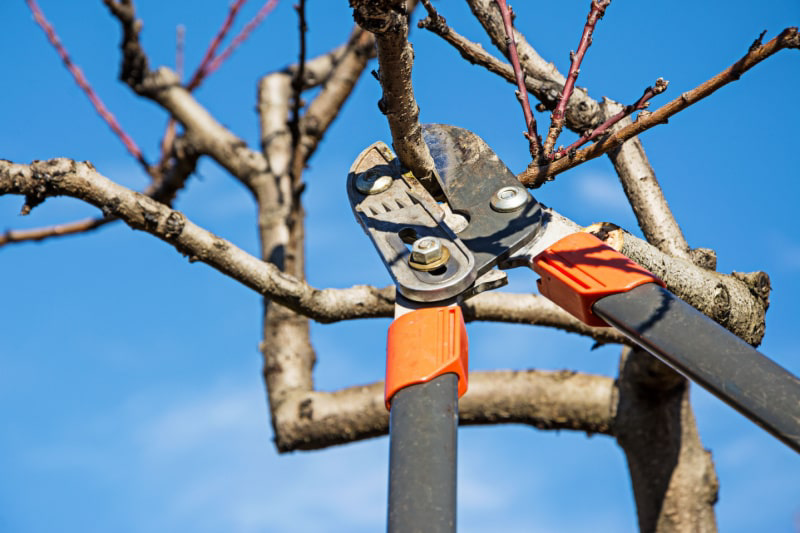 Pruning tool removing branches from fruit tree