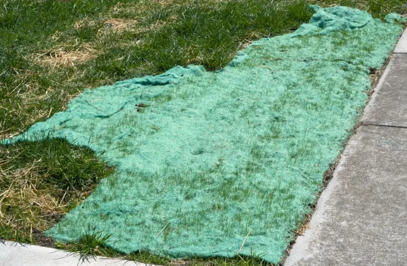 Biodegradable grass seed mat repairing section of front lawn.