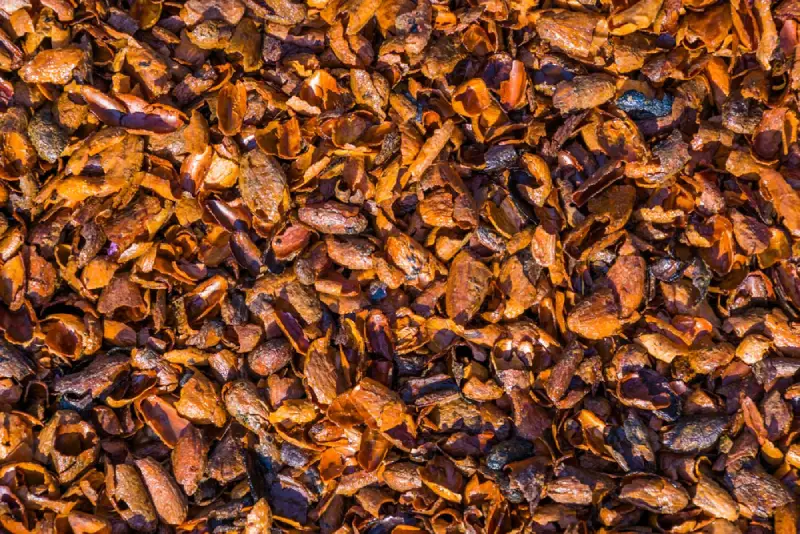 Cocoa shells for mulch