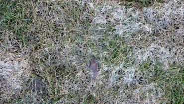 Spring Lawn with gray snow mould