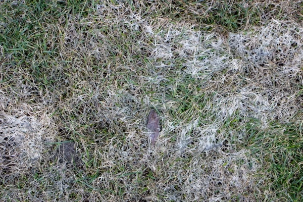 Spring Lawn with gray snow mould