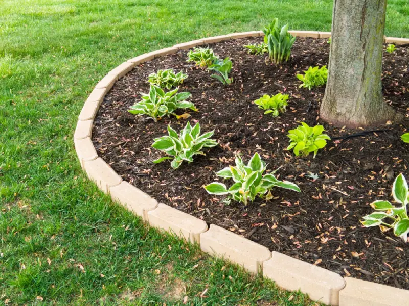 Tree bed with mulch and plants