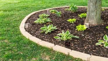 Tree bed with mulch and plants.