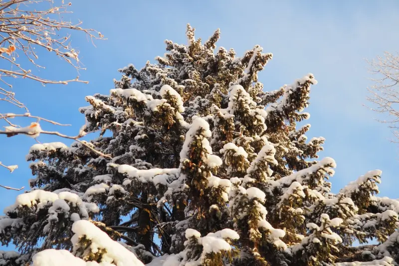 Evergreen trees in the snow.