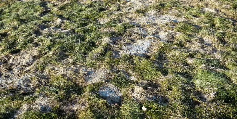Grass with winter lawn disease