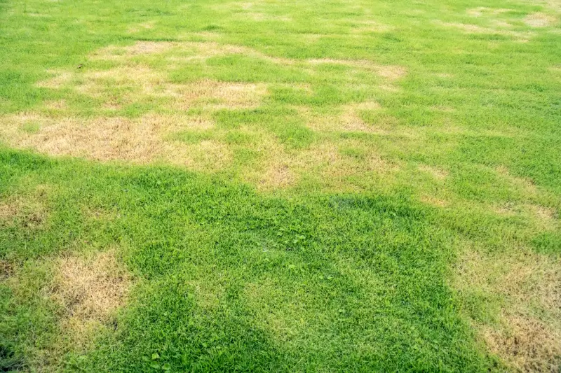 Lawn showing signs of leaf spot diesase