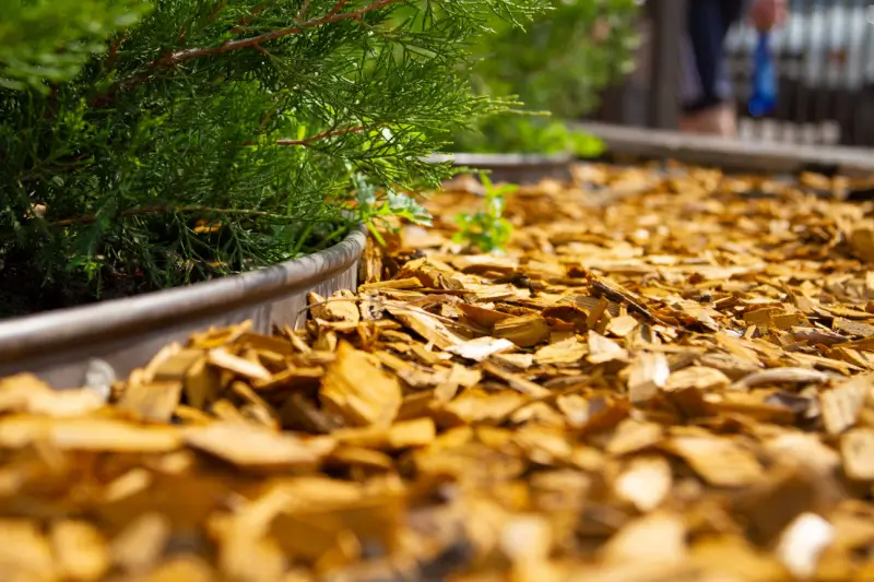 Wood chips for mulch in a plant bed