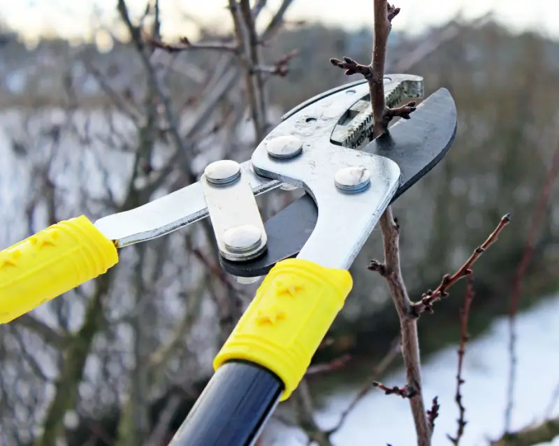 Landscaper pruning tree branch in winter.