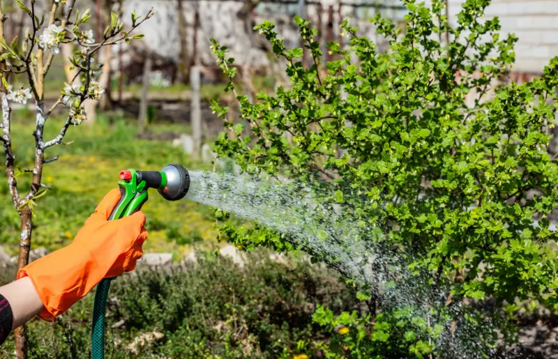 Landscaper watering bushes with a hose.