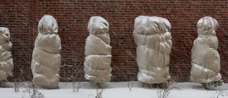 Shrubs wrapped in burlap for snow storm.