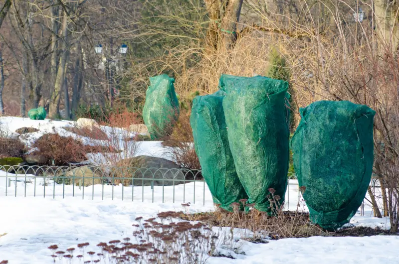 Bushes wrapped in protective cloth for winter.