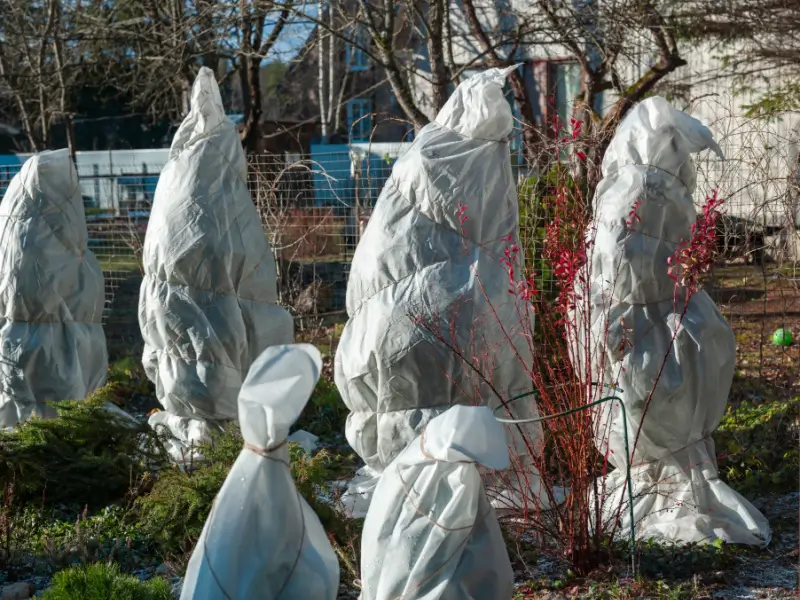 A group of shrubs wrapped for winter.