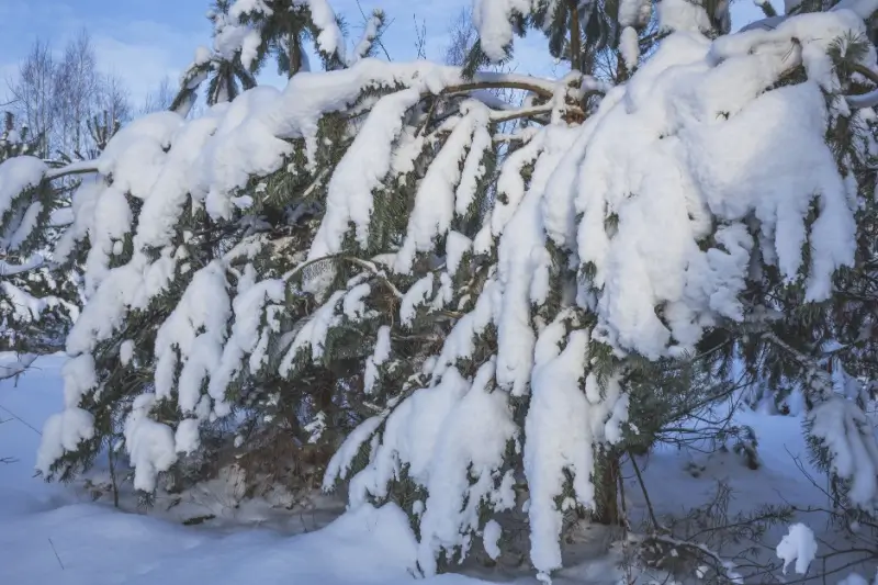Tree covered in heavy snow.
