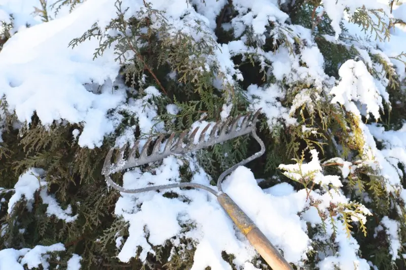 Rake removing snow from tree.